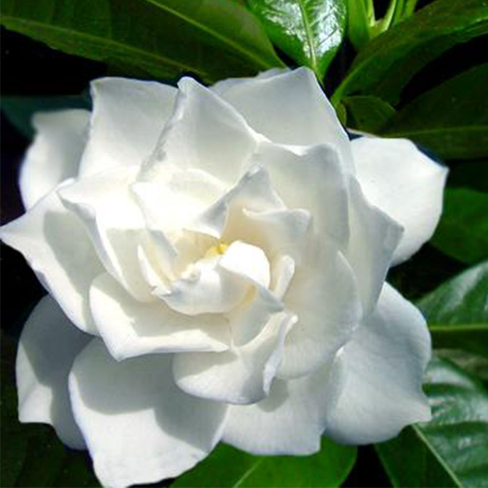 Fiore Gardenia