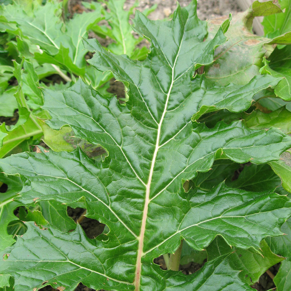 Foglia Acanto