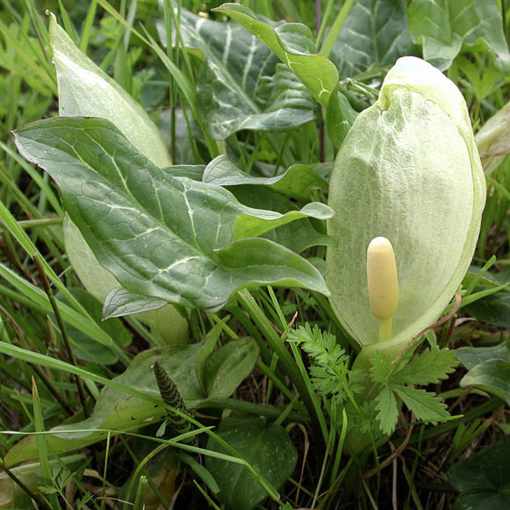 Foglia Arum