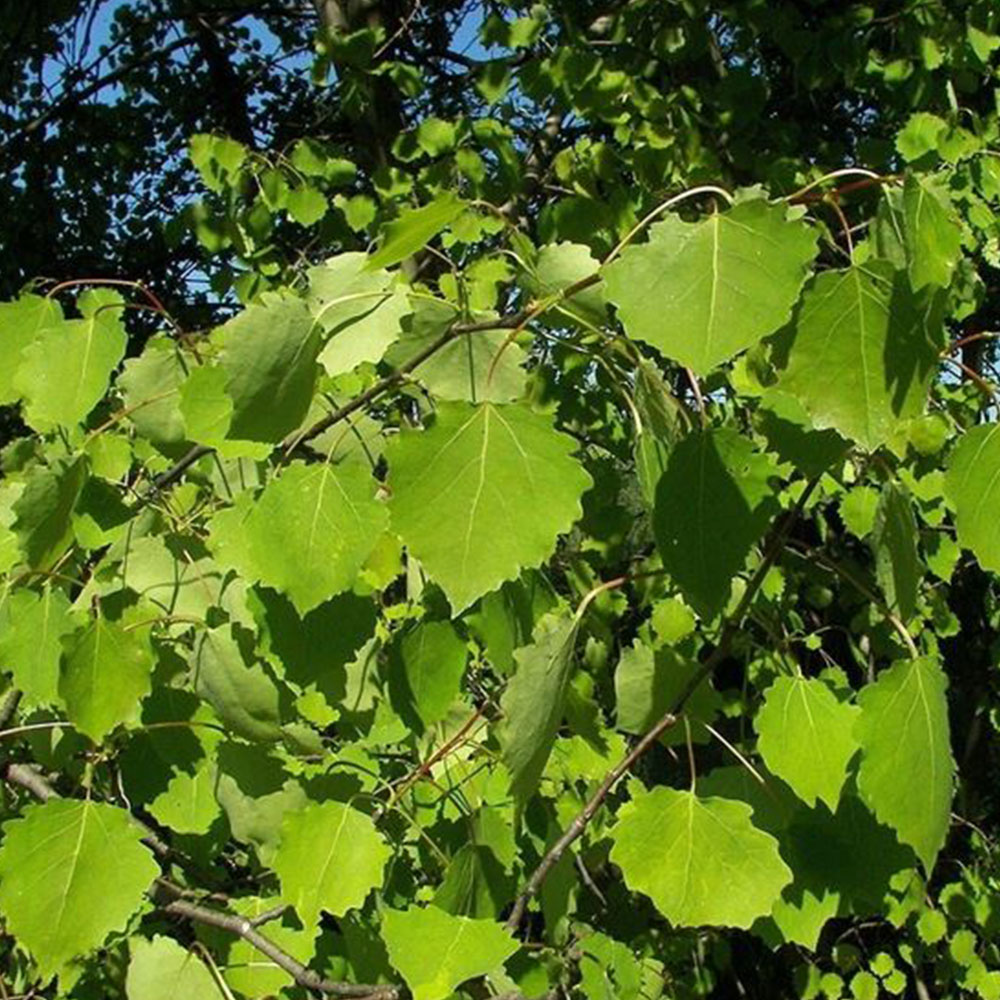 Foglia Aspen