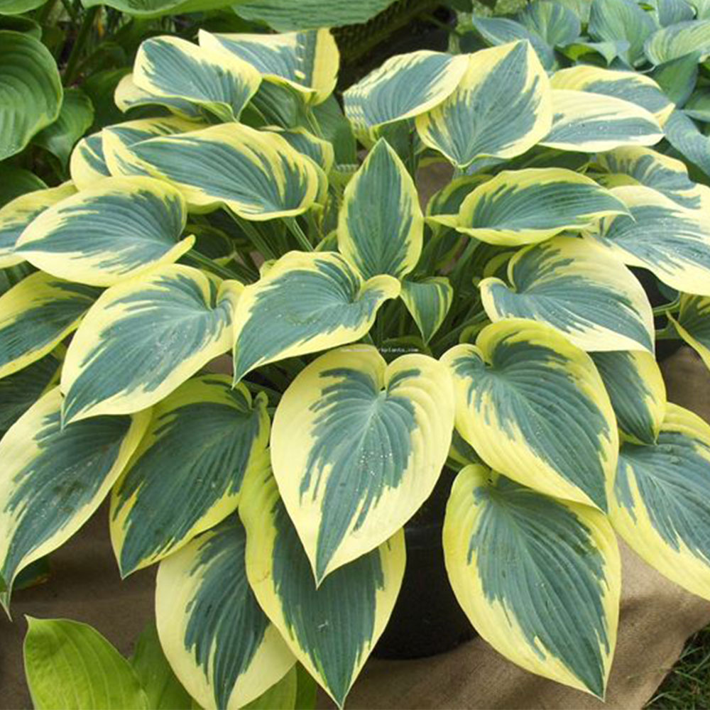 Foglia Hosta