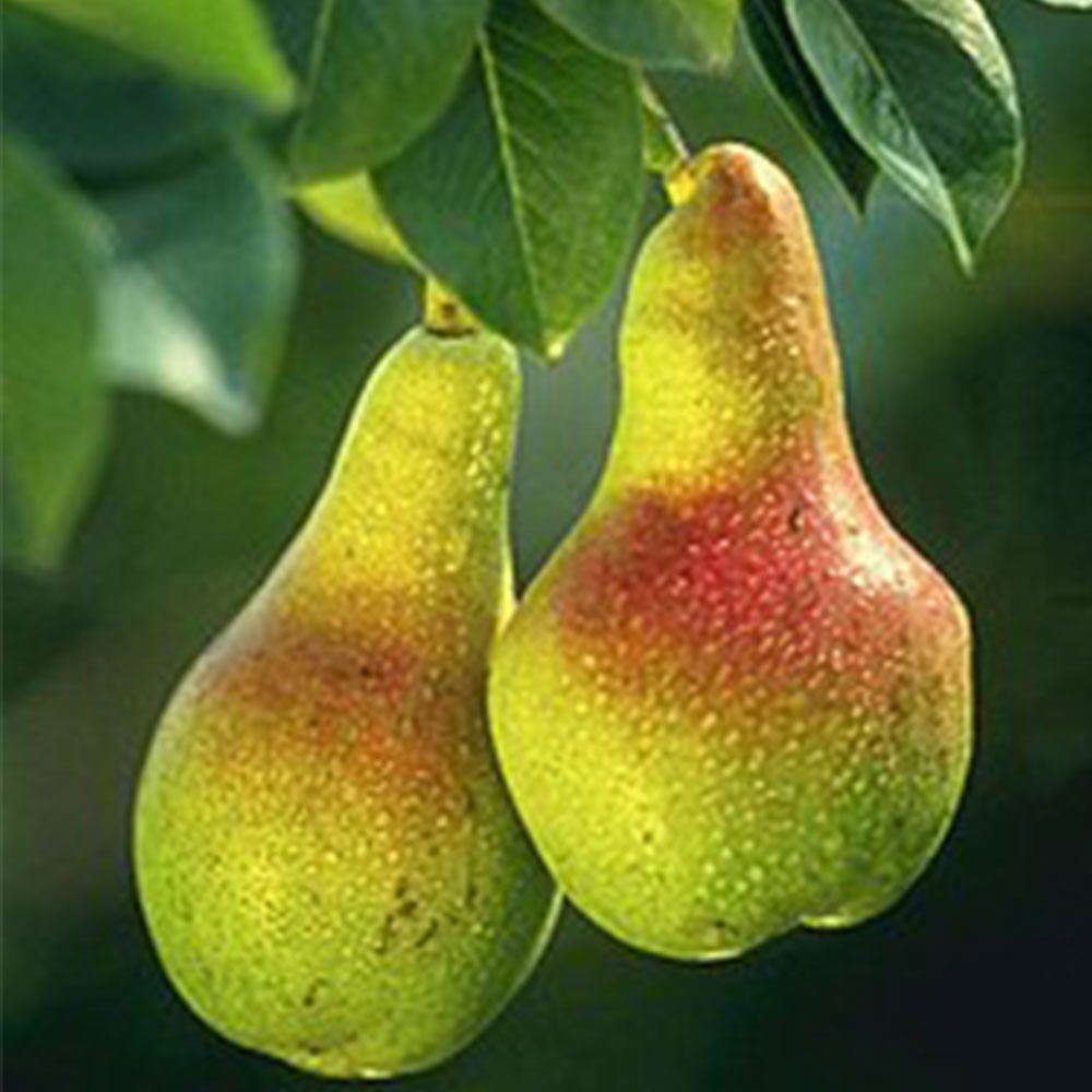 Frutto Pera