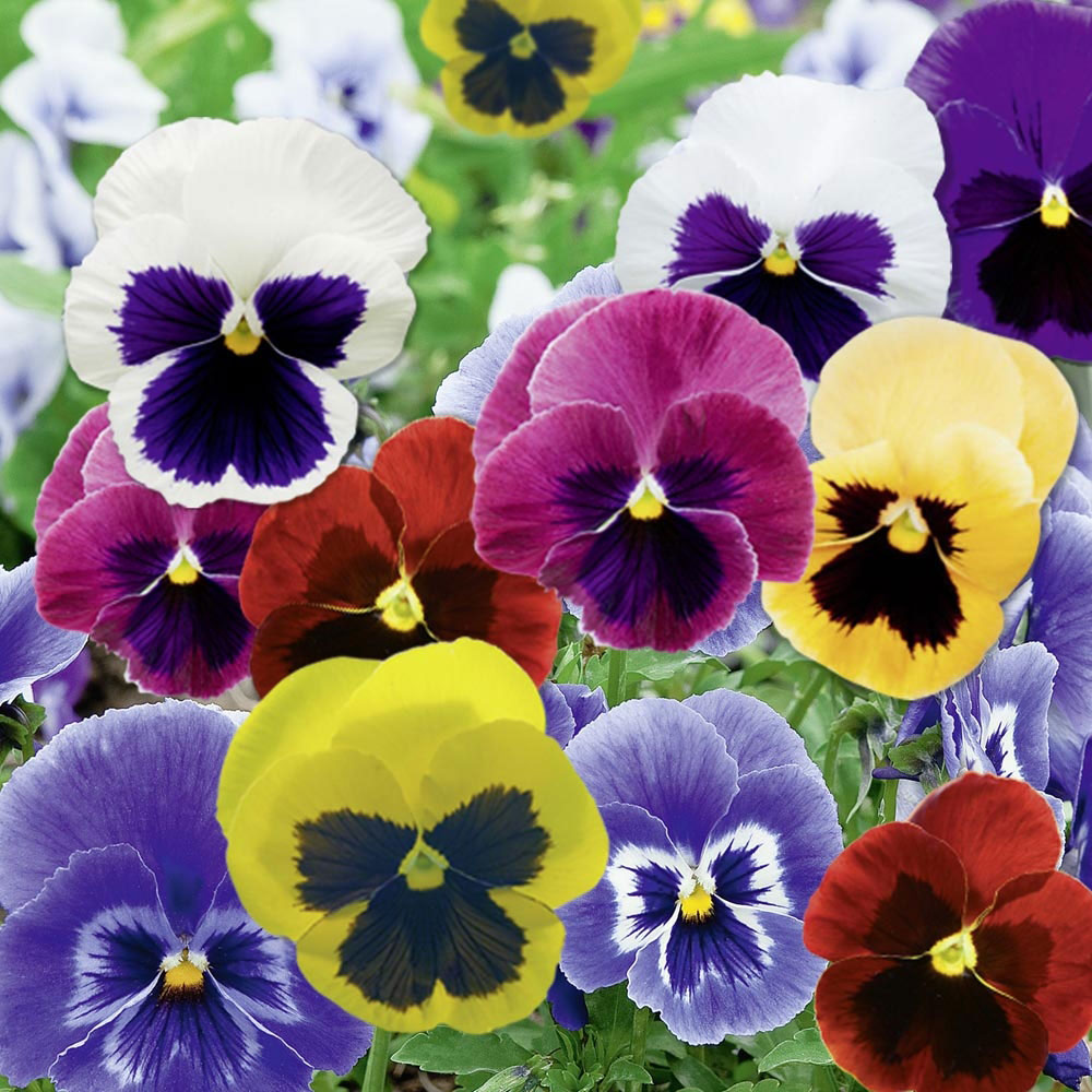 Fiore Viola Del Pensiero